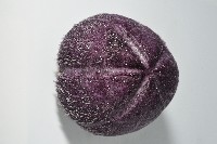 中華釜海膽藏品圖，第3張