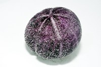 中華釜海膽藏品圖，第6張