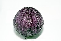 中華釜海膽藏品圖，第7張