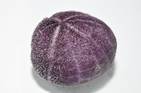 中華釜海膽藏品圖，第8張
