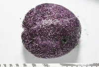 中華釜海膽藏品圖，第9張