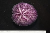 中華釜海膽藏品圖，第10張