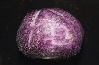 中華釜海膽藏品圖，第11張
