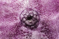 中華釜海膽藏品圖，第12張