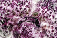 中華釜海膽藏品圖，第14張