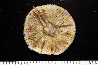 粒毛冠海膽藏品圖，第1張