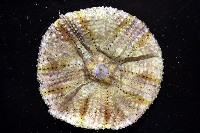 粒毛冠海膽藏品圖，第2張