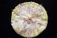 粒毛冠海膽藏品圖，第3張