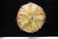 粒毛冠海膽藏品圖，第4張