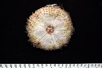 粒毛冠海膽藏品圖，第5張