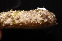 粒毛冠海膽藏品圖，第6張