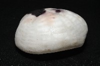 心形緣帶海膽藏品圖，第3張