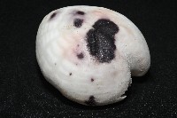 心形緣帶海膽藏品圖，第5張