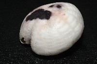 心形緣帶海膽藏品圖，第6張