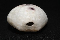 心形緣帶海膽藏品圖，第7張