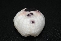 心形緣帶海膽藏品圖，第8張
