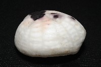 心形緣帶海膽藏品圖，第9張