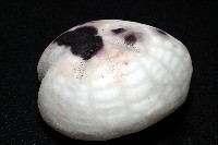 心形緣帶海膽藏品圖，第10張