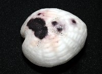 心形緣帶海膽藏品圖，第11張