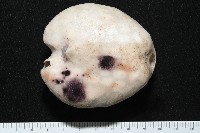 心形緣帶海膽藏品圖，第12張