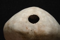 心形緣帶海膽藏品圖，第13張