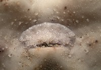 心形緣帶海膽藏品圖，第14張