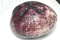 心形緣帶海膽藏品圖，第17張