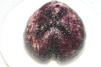 心形緣帶海膽藏品圖，第19張