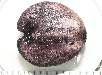 心形緣帶海膽藏品圖，第21張