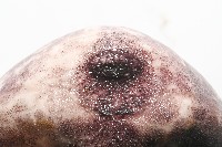 心形緣帶海膽藏品圖，第22張
