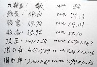 心形緣帶海膽藏品圖，第23張