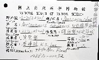 心形緣帶海膽藏品圖，第24張