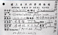 日本毛冠海膽藏品圖，第8張