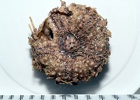 裸隱肛海膽藏品圖，第4張