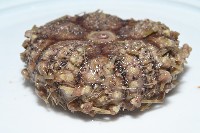 裸隱肛海膽藏品圖，第7張