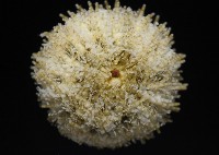 疣裸海膽藏品圖，第2張