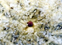 疣裸海膽藏品圖，第3張