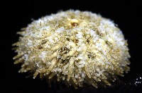 疣裸海膽藏品圖，第5張