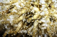 疣裸海膽藏品圖，第6張