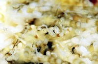 疣裸海膽藏品圖，第7張
