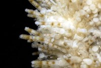 疣裸海膽藏品圖，第8張
