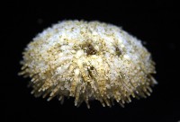疣裸海膽藏品圖，第9張