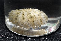 疣裸海膽藏品圖，第10張