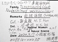 疣裸海膽藏品圖，第12張