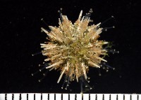 疣裸海膽藏品圖，第2張