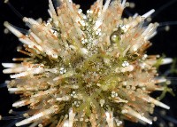 疣裸海膽藏品圖，第3張