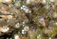 疣裸海膽藏品圖，第5張