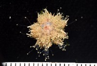 疣裸海膽藏品圖，第6張