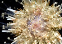 疣裸海膽藏品圖，第8張