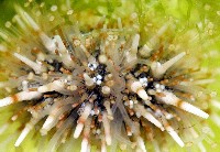 疣裸海膽藏品圖，第11張